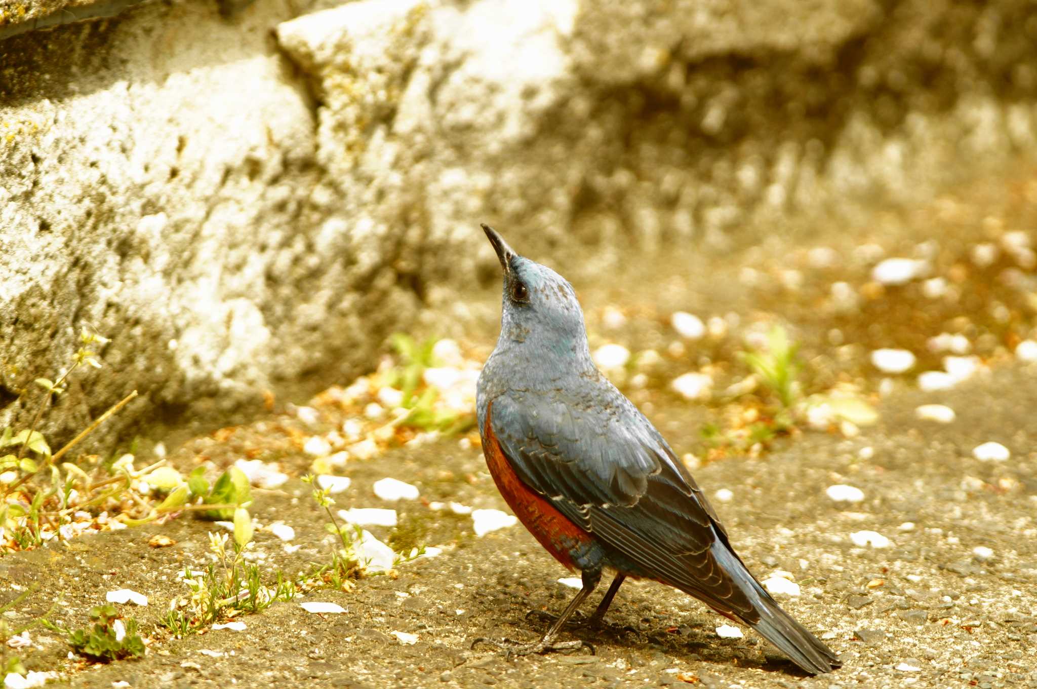 Photo of Blue Rock Thrush at 東京都 by bea