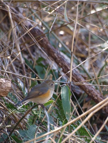 Red-flanked Bluetail Unknown Spots Mon, 3/21/2016