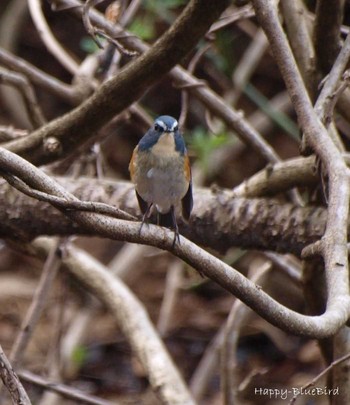 Red-flanked Bluetail Unknown Spots Sun, 3/13/2016