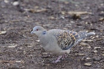 2020年4月26日(日) 百合が原公園の野鳥観察記録