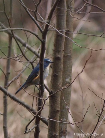 Red-flanked Bluetail Unknown Spots Sun, 3/13/2016