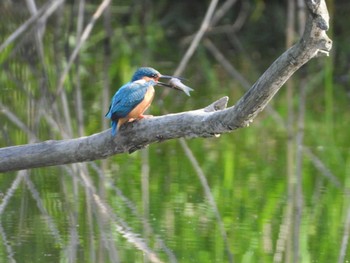 Common Kingfisher Akigase Park Sun, 4/26/2020