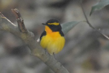 キビタキ 播磨中央公園(兵庫県) 2020年4月25日(土)