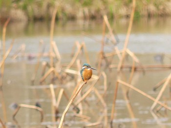 Sun, 4/26/2020 Birding report at 鶴乃湯温泉