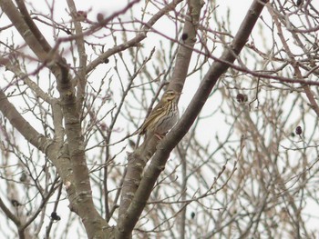 2020年4月26日(日) ウトナイ湖の野鳥観察記録