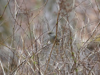 2020年4月25日(土) 北大研究林(北海道大学苫小牧研究林)の野鳥観察記録