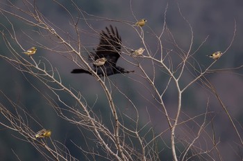 カワラヒワ 山中湖　農耕地 2016年4月9日(土)