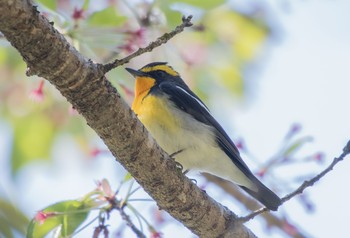 キビタキ 栃木県 2020年4月25日(土)