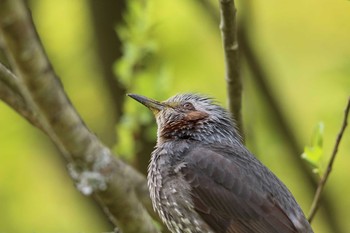 Brown-eared Bulbul 平谷川 Sun, 4/26/2020