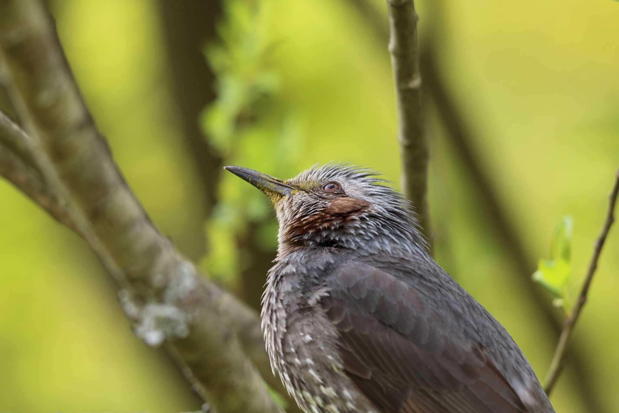 Brown-eared Bulbul