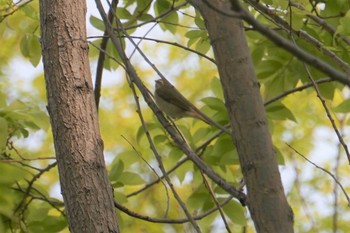 Sakhalin Leaf Warbler 昆陽池 Sun, 4/26/2020