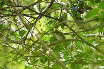 Sakhalin Leaf Warbler 昆陽池 Sun, 4/26/2020