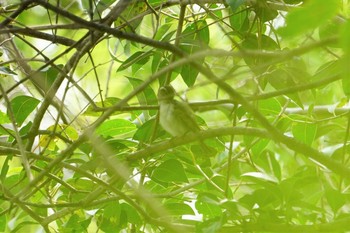 Sakhalin Leaf Warbler 昆陽池 Sun, 4/26/2020