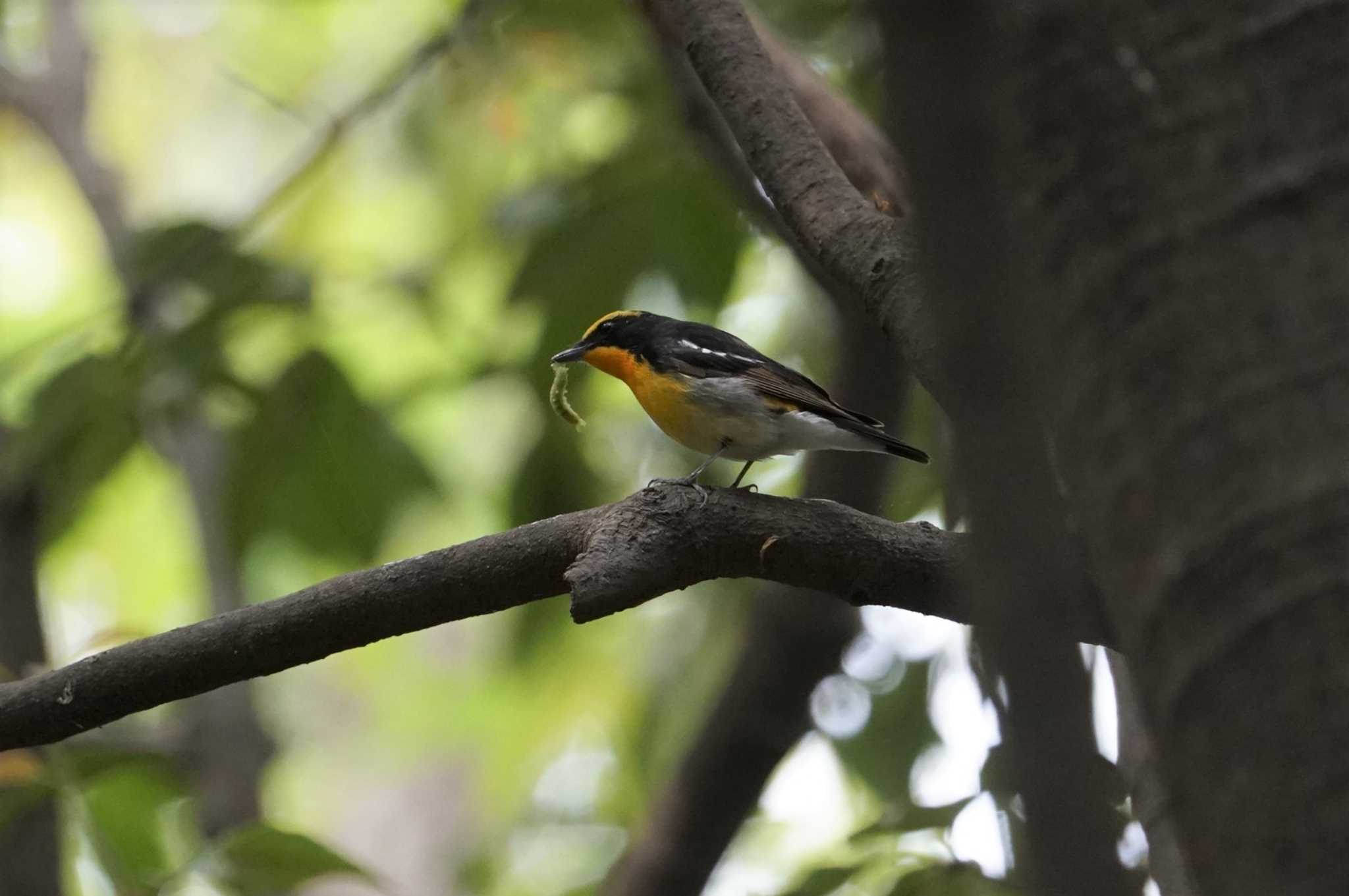 昆陽池 キビタキの写真 by マル