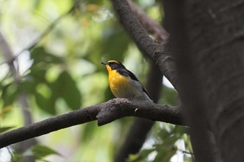 キビタキ 昆陽池 2020年4月26日(日)