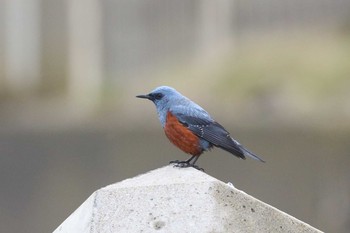 イソヒヨドリ 北海道 函館市 志海苔漁港 2020年4月26日(日)