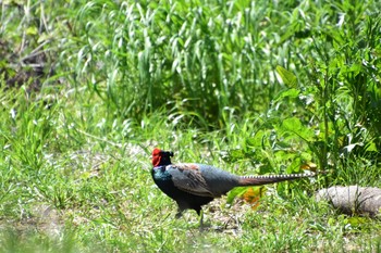 Green Pheasant 淀川河川公園 Sat, 4/25/2020