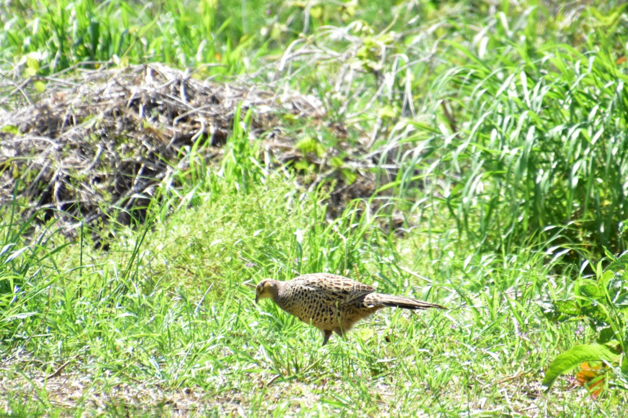 Photo of Green Pheasant at 淀川河川公園 by かあちゃん