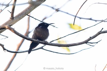 Black Sunbird Binagara(halmahera) Sat, 10/12/2019