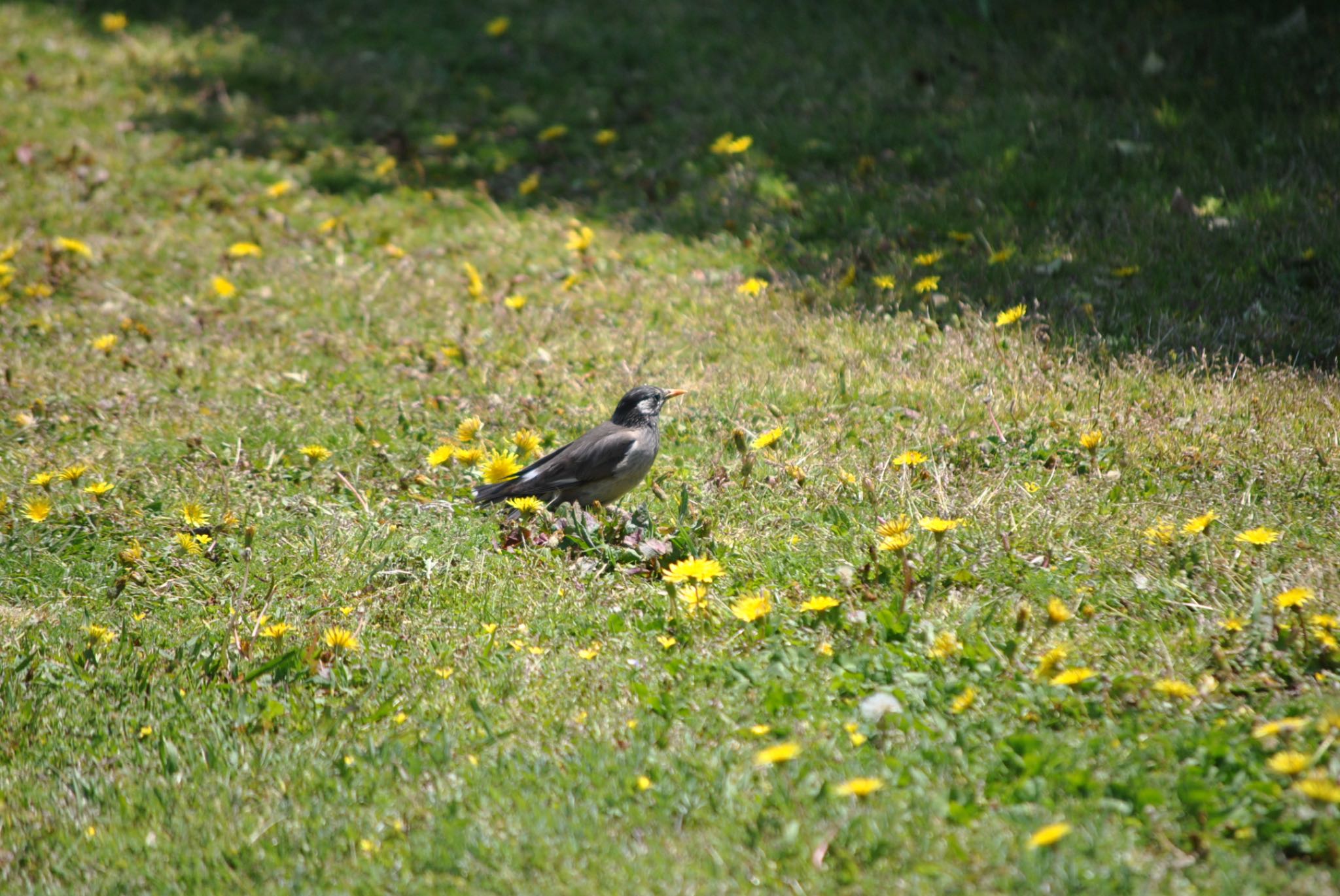 Untitled Photo by かあちゃん