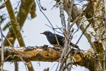 Siberian Thrush Unknown Spots Sun, 5/10/2015