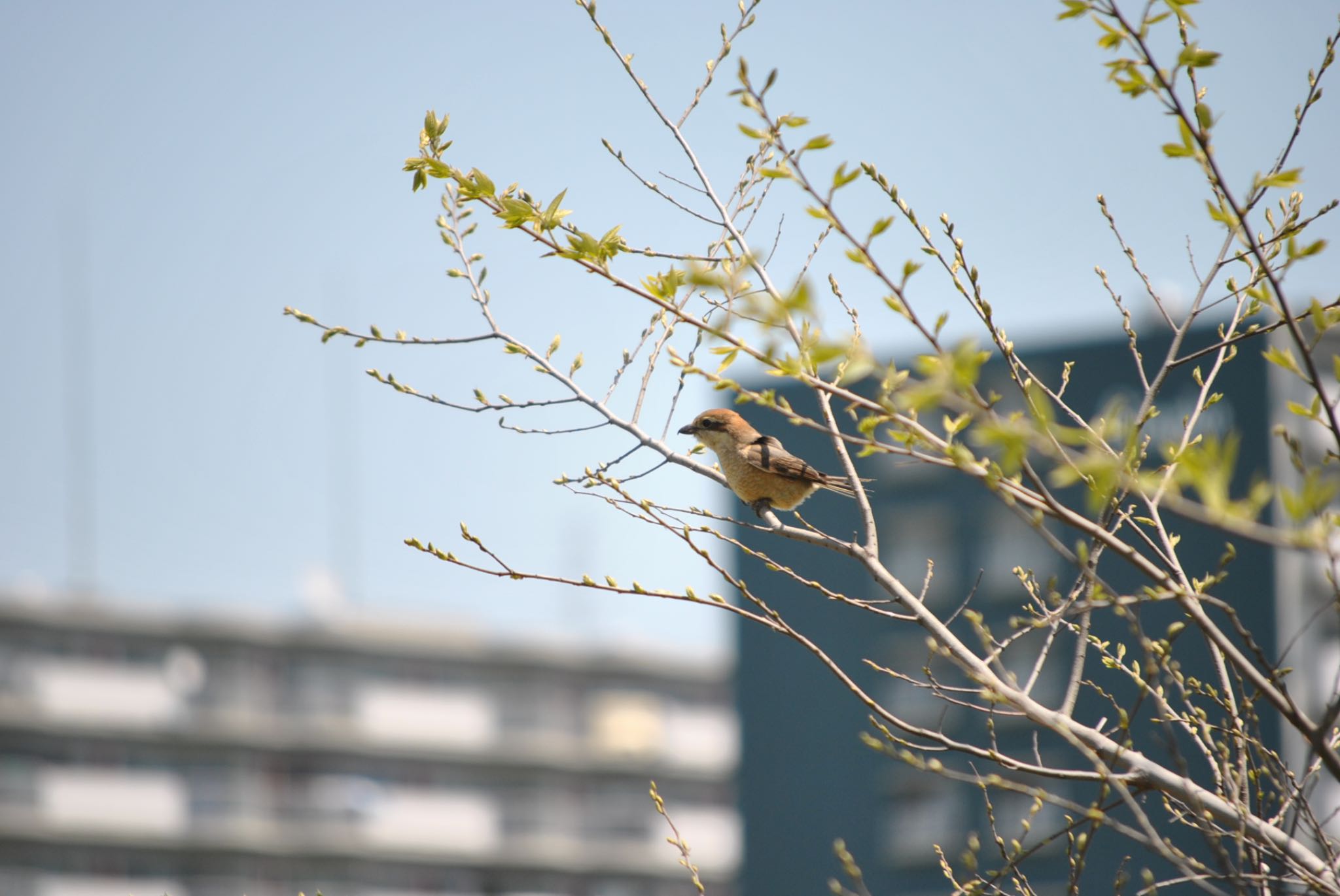 Untitled Photo by かあちゃん