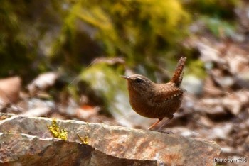 Eurasian Wren 北杜市 Sun, 4/26/2020