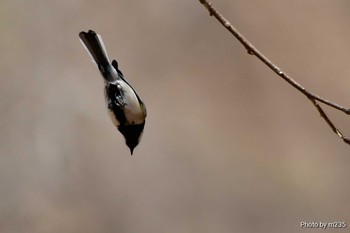 Japanese Tit 北杜市 Sun, 4/26/2020