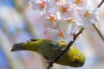 未同定 場所が不明 2020年4月4日(土)