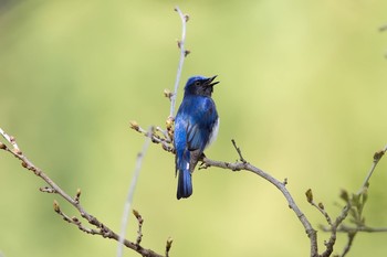 Blue-and-white Flycatcher Hayatogawa Forest Road Fri, 4/15/2016