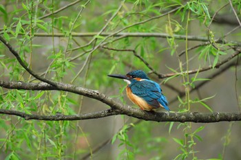 Common Kingfisher 小雀公園 Sun, 4/10/2016