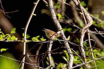 Asian Stubtail Hayatogawa Forest Road Fri, 4/15/2016