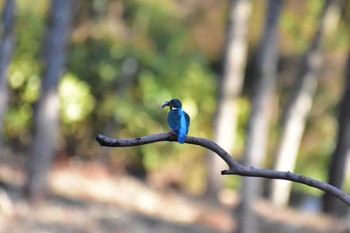 Common Kingfisher Unknown Spots Tue, 1/14/2020