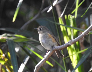 ルリビタキ 水元公園 2020年2月11日(火)