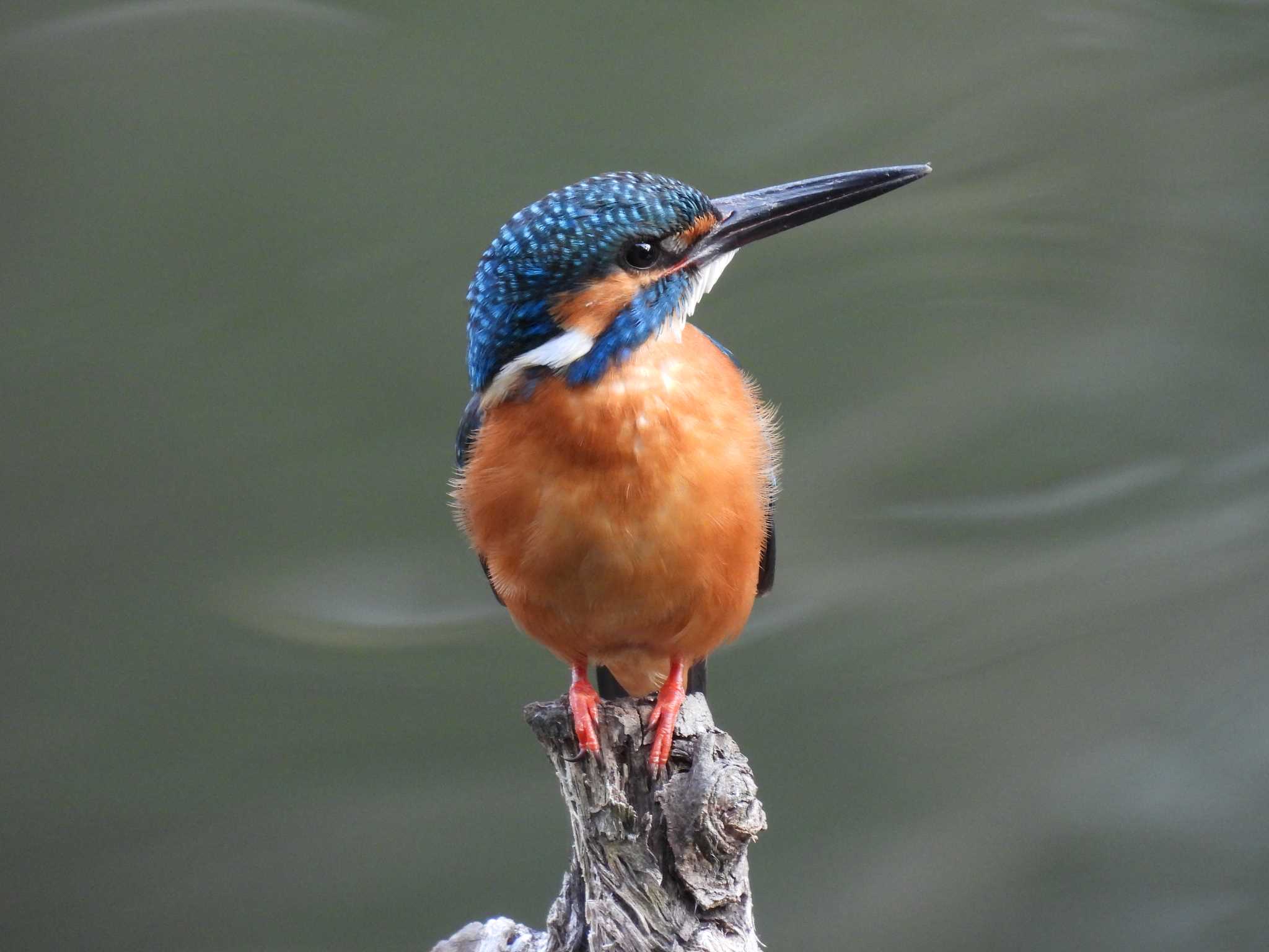 Photo of Common Kingfisher at 谷戸山公園 by taiga