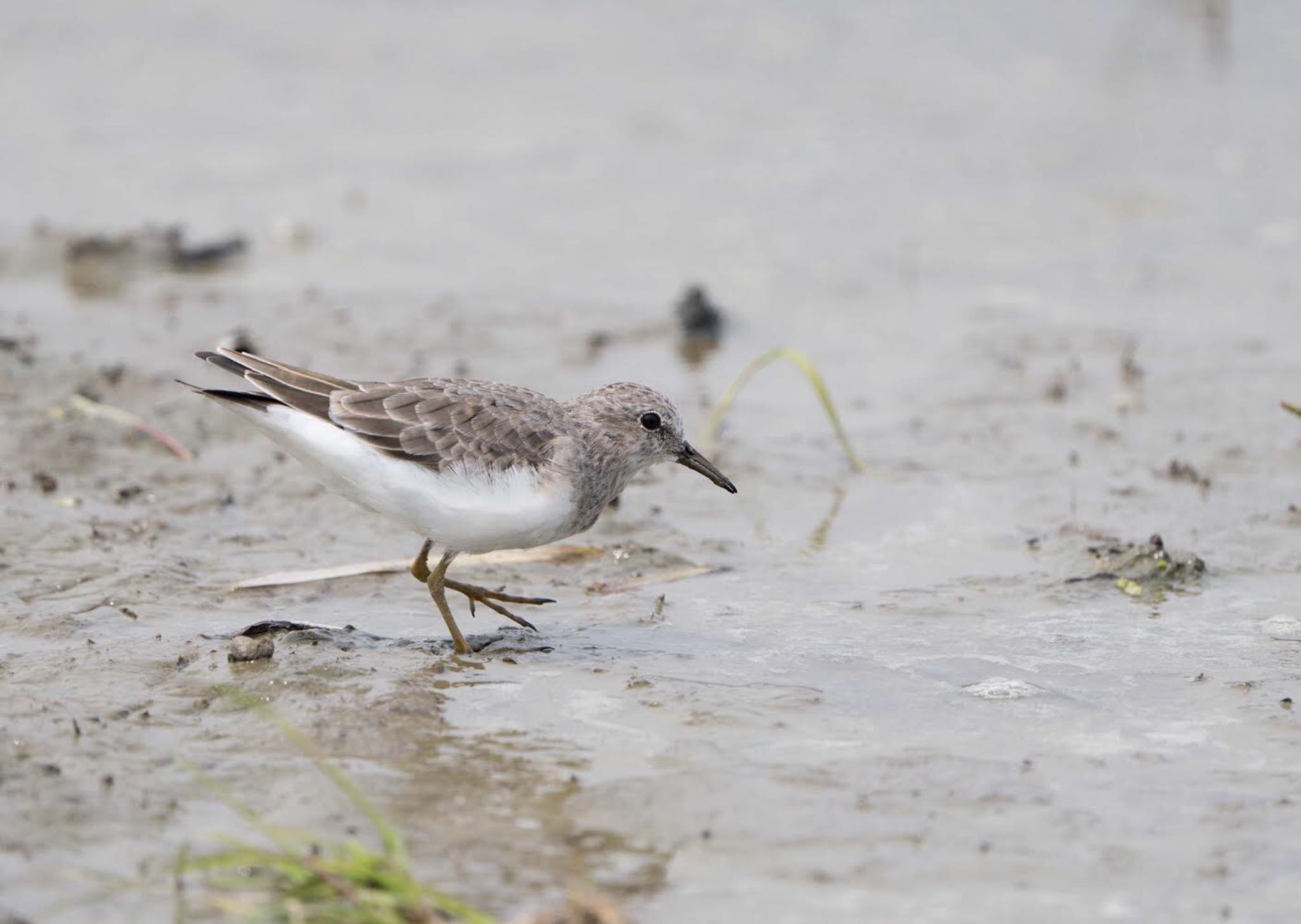 Photo of Temminck's Stint at  by 倶利伽羅