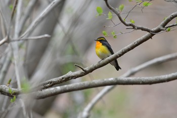 Narcissus Flycatcher 静岡県小山町 Sun, 4/26/2020