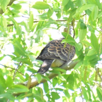 Oriental Turtle Dove Unknown Spots Unknown Date