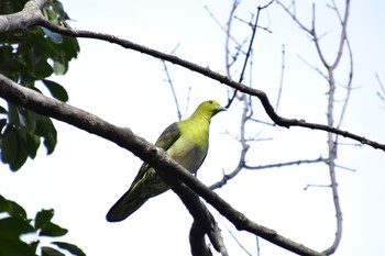 White-bellied Green Pigeon Unknown Spots Sun, 1/19/2020