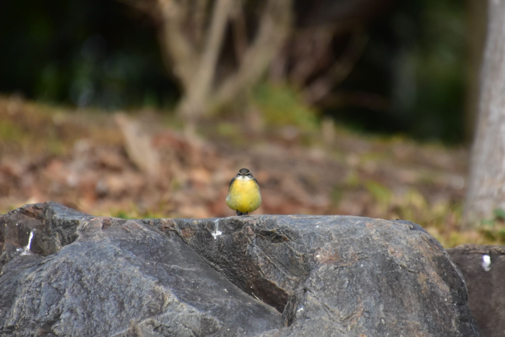 Untitled Photo by かあちゃん