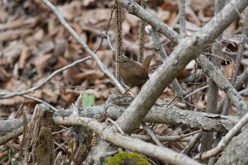 Eurasian Wren 静岡県小山町 Sun, 4/26/2020