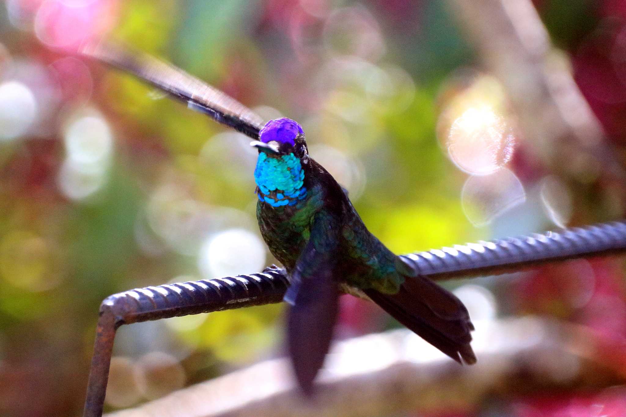 Miriam's Quetzals(Costa Rica) Talamanca Hummingbirdの写真 by とみやん