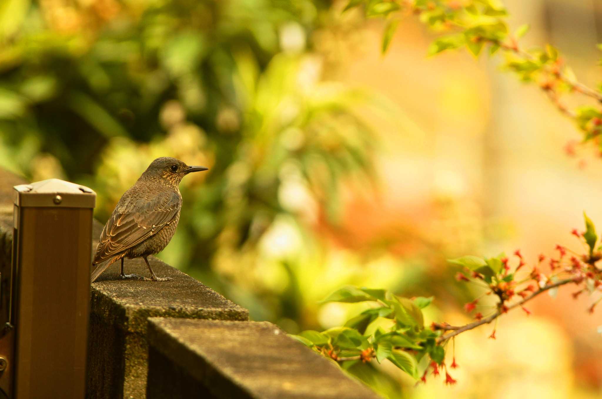 Photo of Blue Rock Thrush at 東京都 by bea