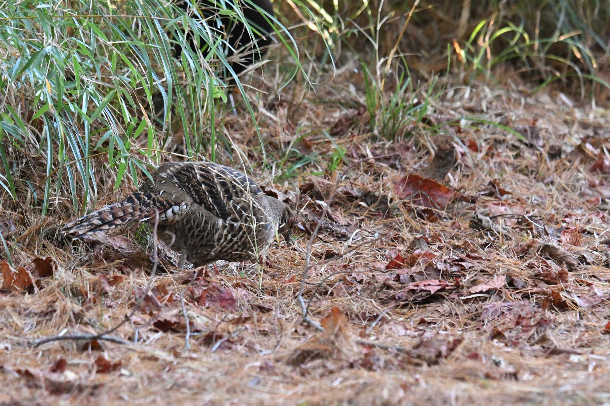 Photo of Mikado Pheasant at 大雪山国家森林遊楽区 by あひる