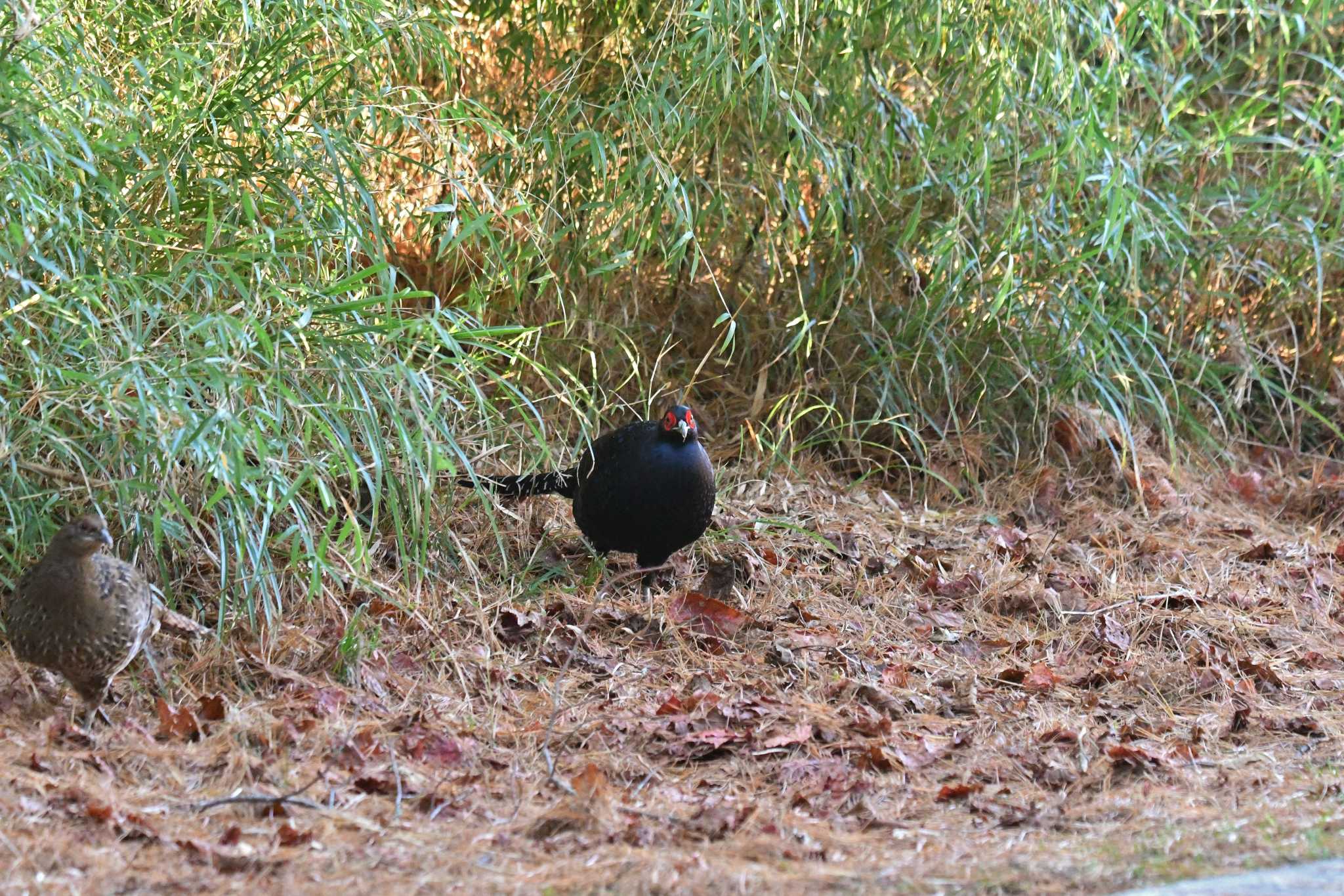 Photo of Mikado Pheasant at 大雪山国家森林遊楽区 by あひる