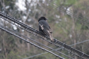 Carrion Crow 小菅ケ谷北公園 Sun, 4/10/2016