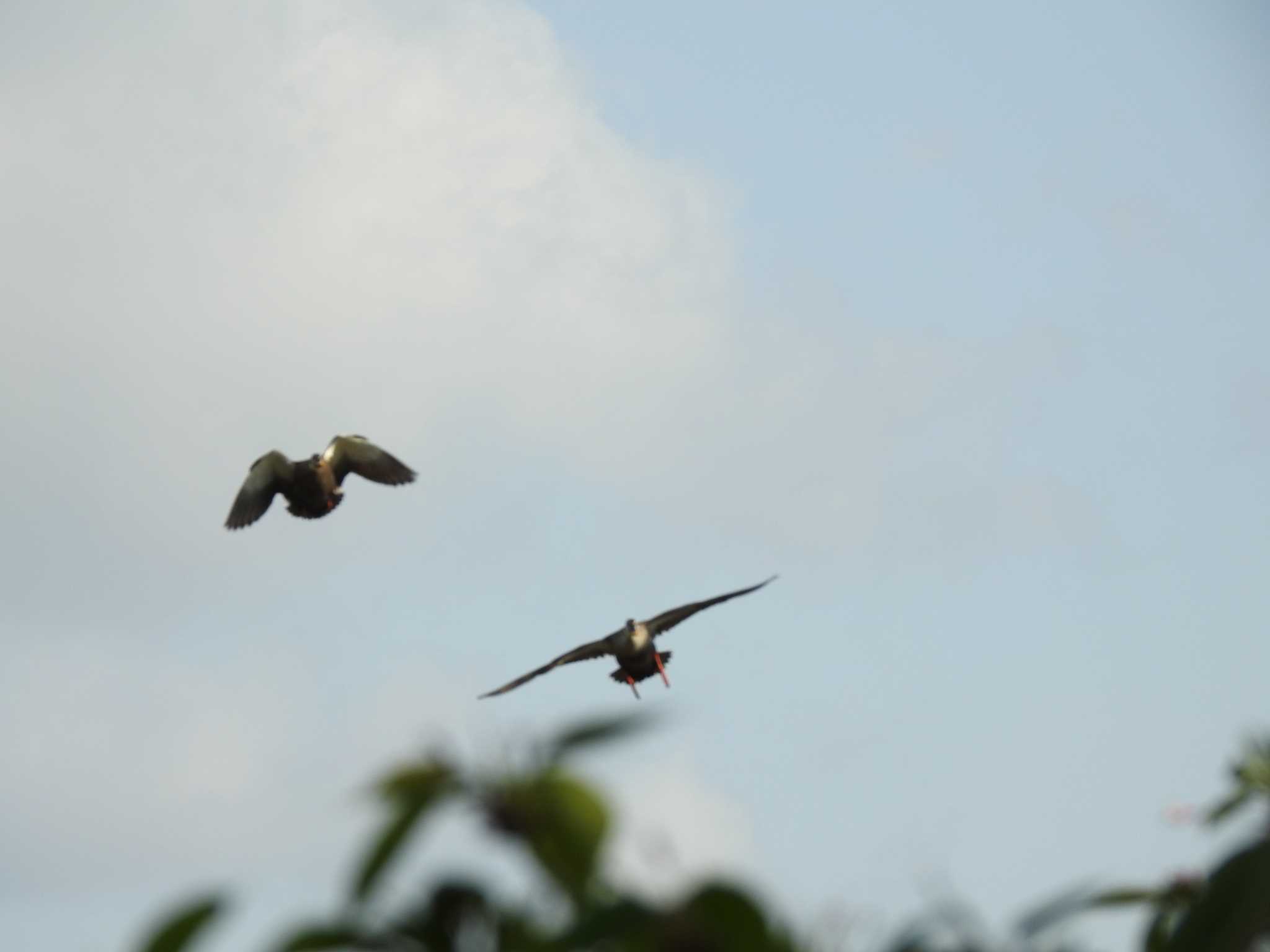 Eastern Spot-billed Duck