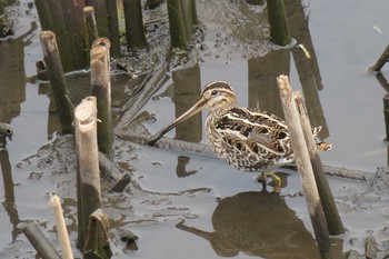 Common Snipe 金井遊水地(金井遊水池) Sun, 4/3/2016