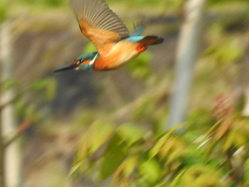 2020年4月27日(月) 高野川、京都の野鳥観察記録