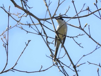 サンショウクイ 栃木県民の森 2020年4月26日(日)